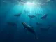 xrp-whales-make-waves-as-flockerz-hits-7-7-million-mark